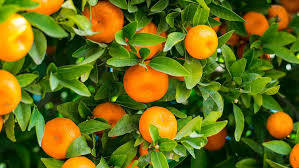 orange-img